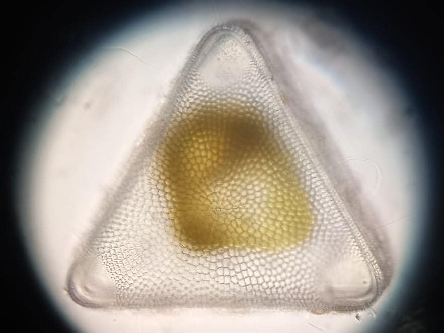 Українські вчені виявили раптове зростання хлорофілу в океані: до чого це призведе