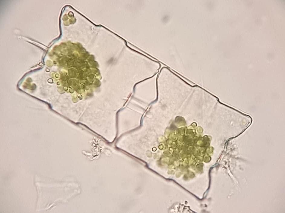 Українські вчені виявили раптове зростання хлорофілу в океані: до чого це призведе