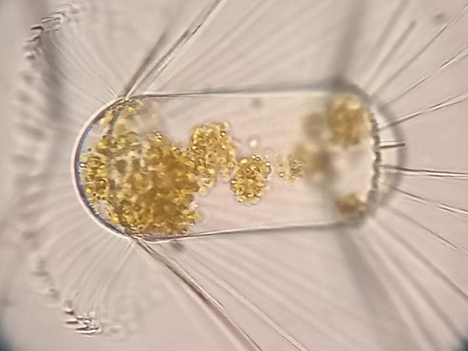 Українські вчені виявили раптове зростання хлорофілу в океані: до чого це призведе