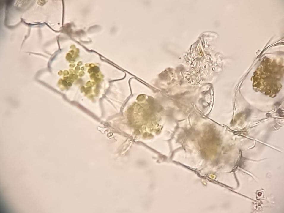 Українські вчені виявили раптове зростання хлорофілу в океані: до чого це призведе