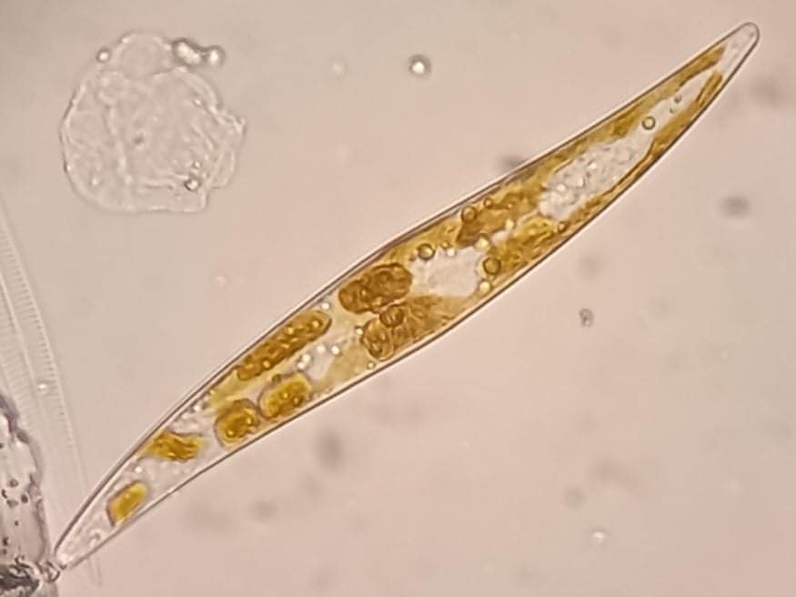 Українські вчені виявили раптове зростання хлорофілу в океані: до чого це призведе