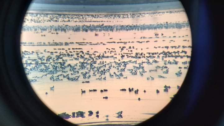 В Украину прилетели более 30 тысяч необычных птиц: кто они (фото)