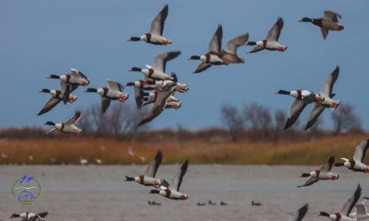 В Украину прилетели более 30 тысяч необычных птиц: кто они (фото)