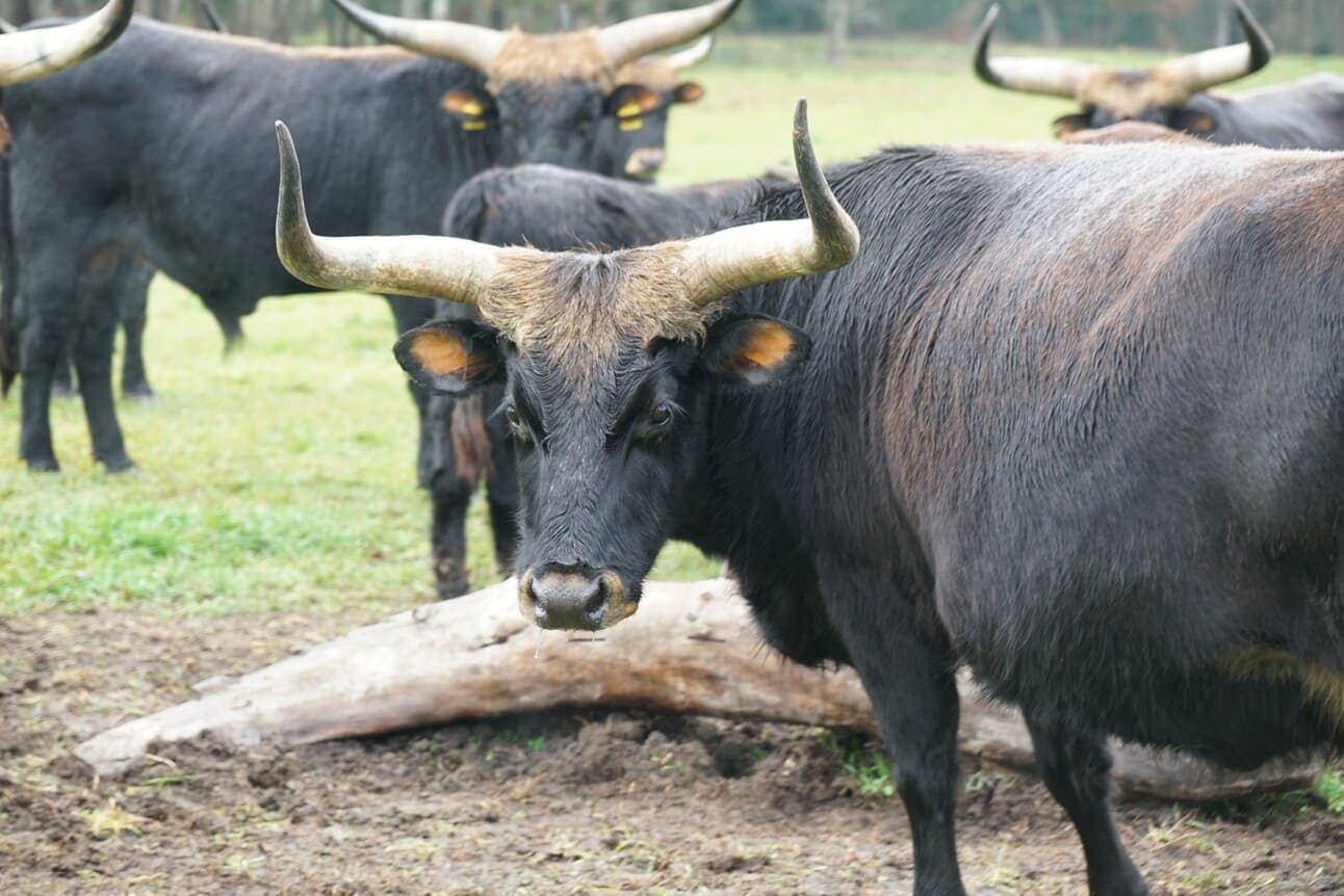 "Найбільші на Землі": у Чернігівській області розводять тварин, які вимерли багато років тому