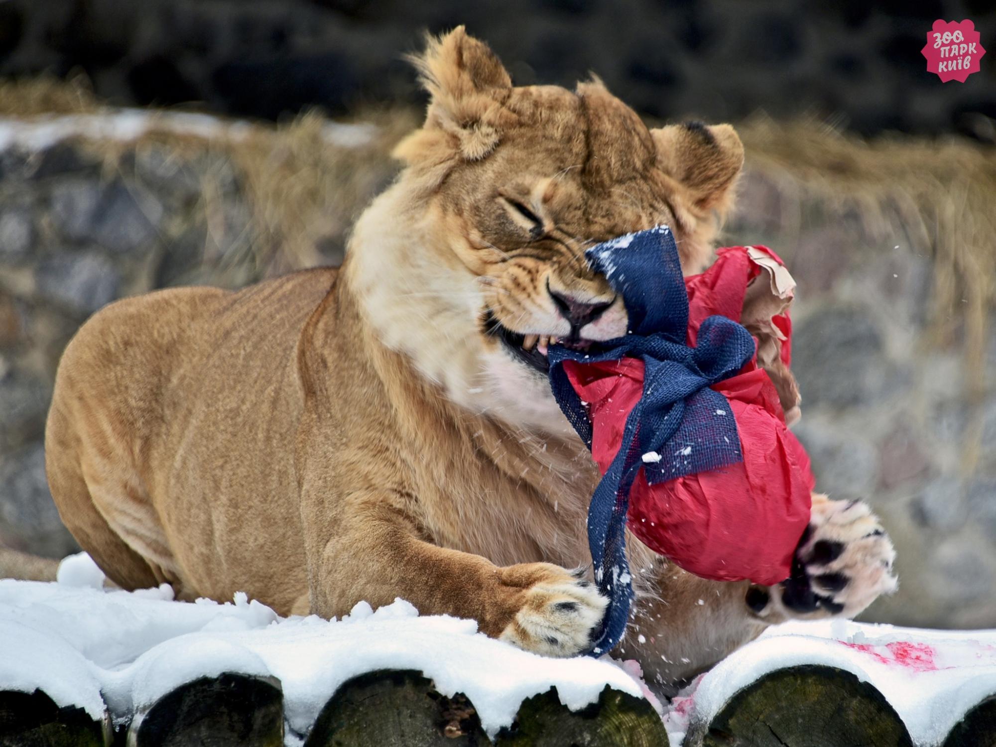 У Києві проведуть показові годування левів: коли й куди приходити