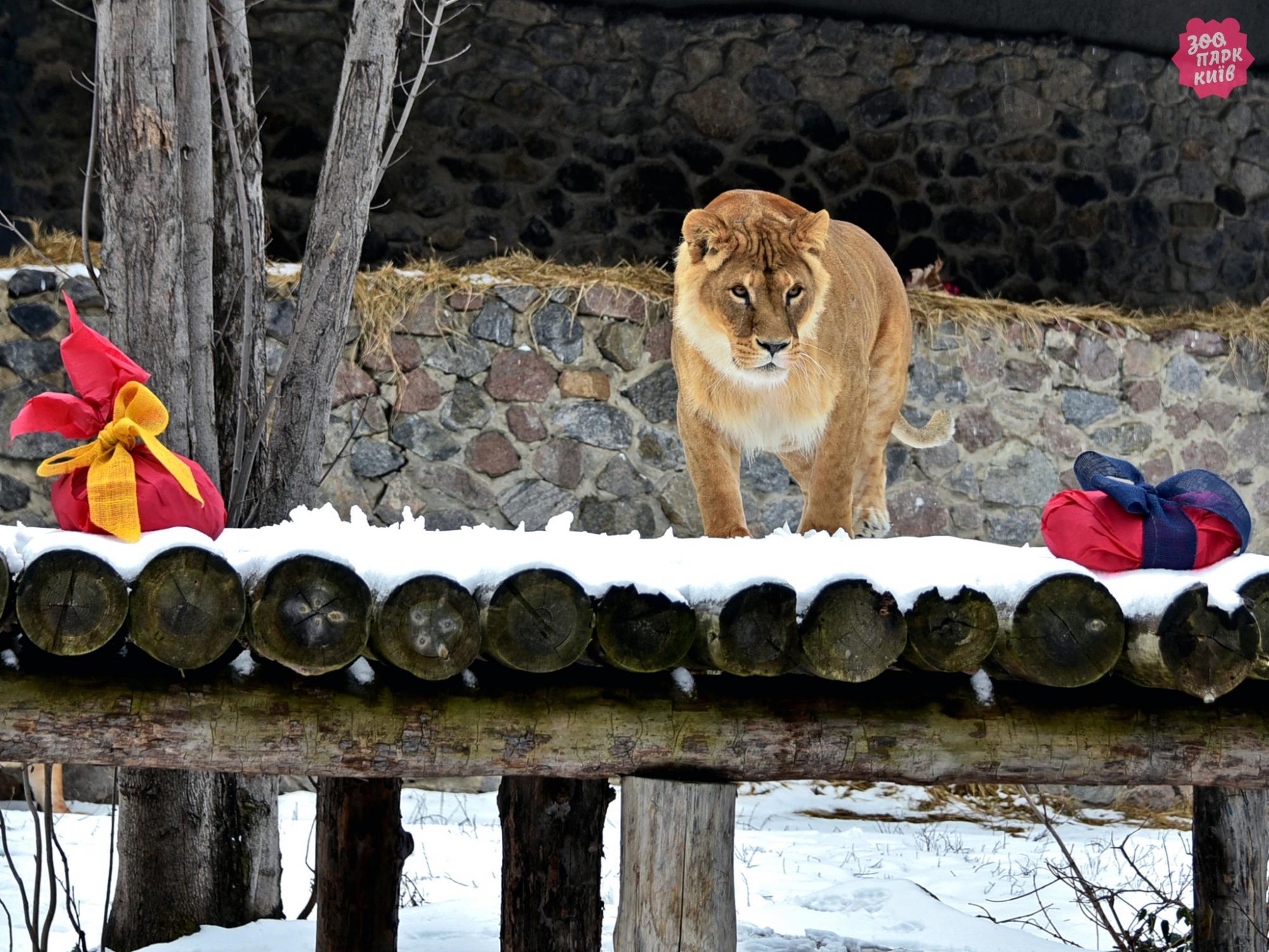 У Києві проведуть показові годування левів: коли й куди приходити