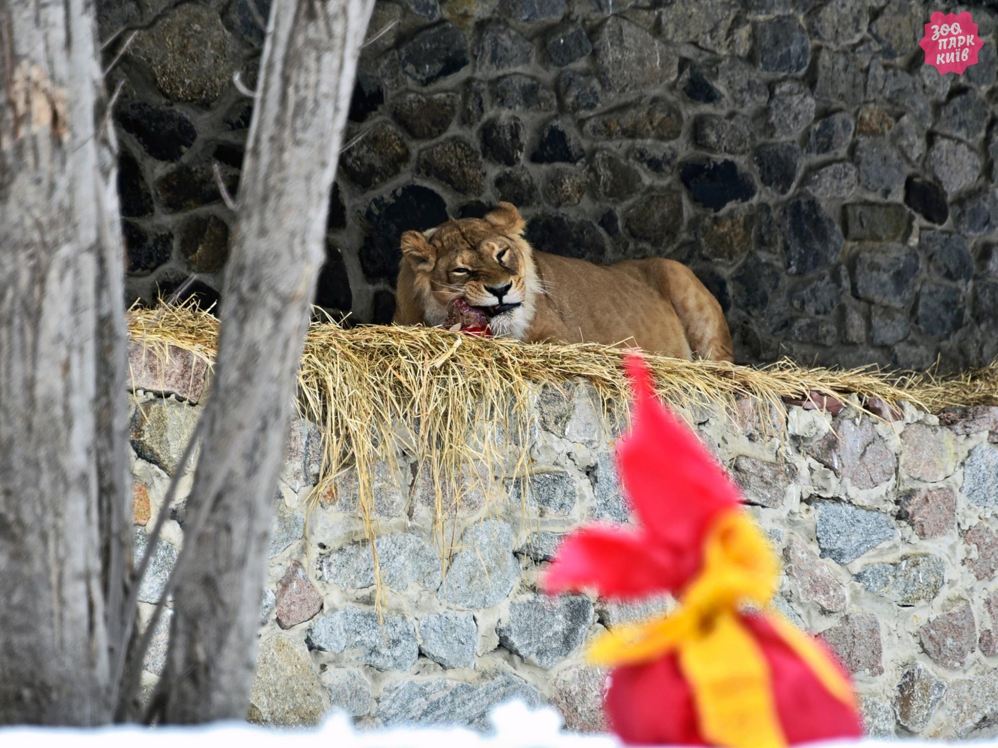 У Києві проведуть показові годування левів: коли й куди приходити