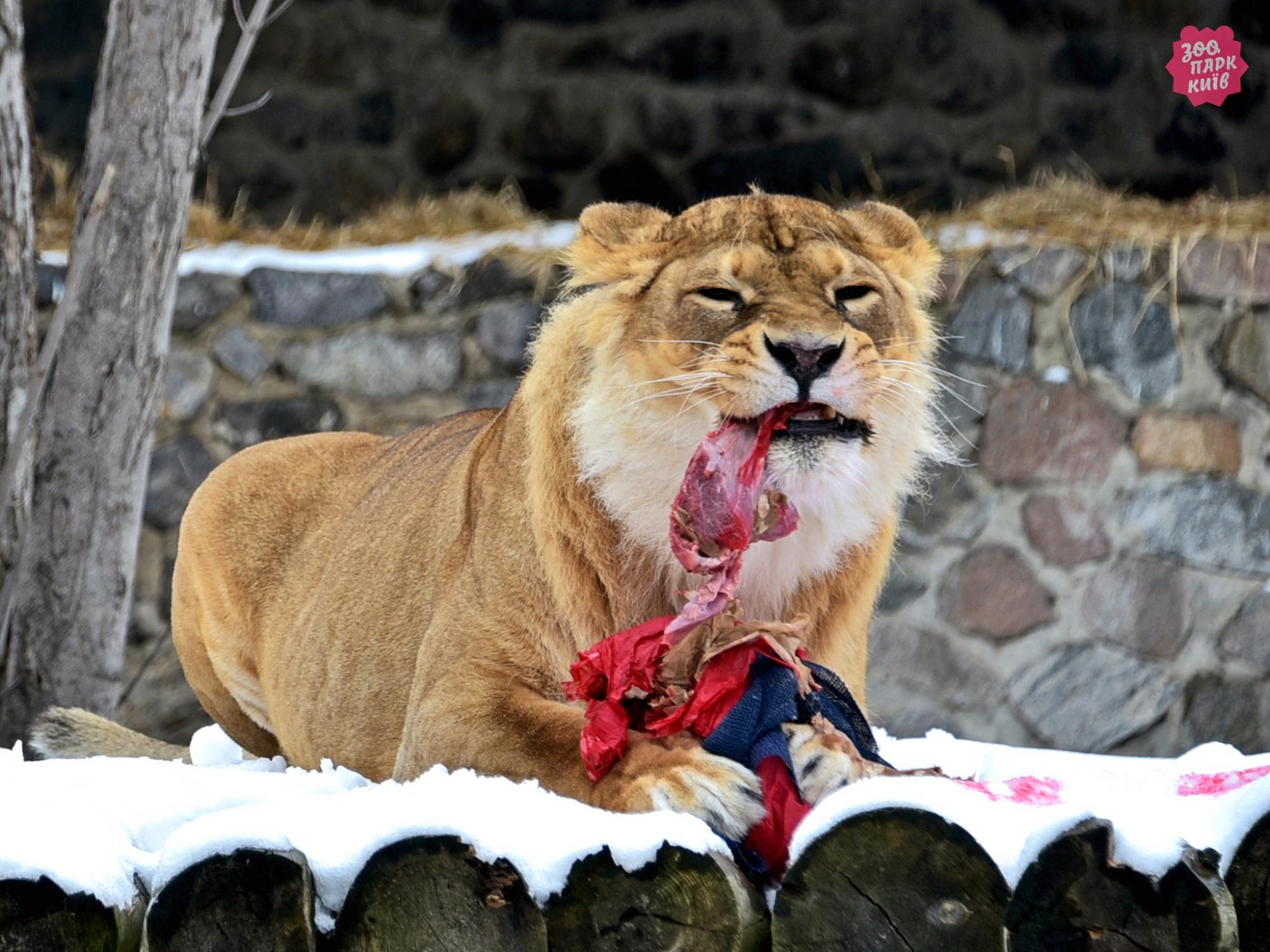 У Києві проведуть показові годування левів: коли й куди приходити