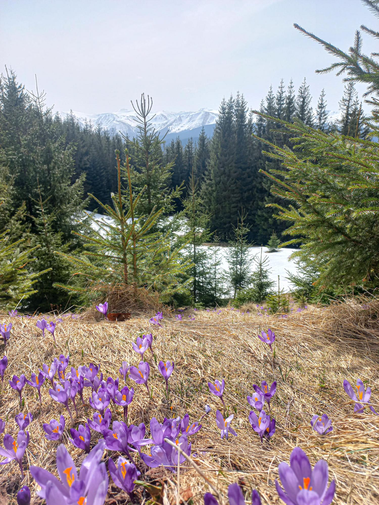 В Карпати прийшла весна: неймовірні фото з гірських вершин, які вкрилися квітами