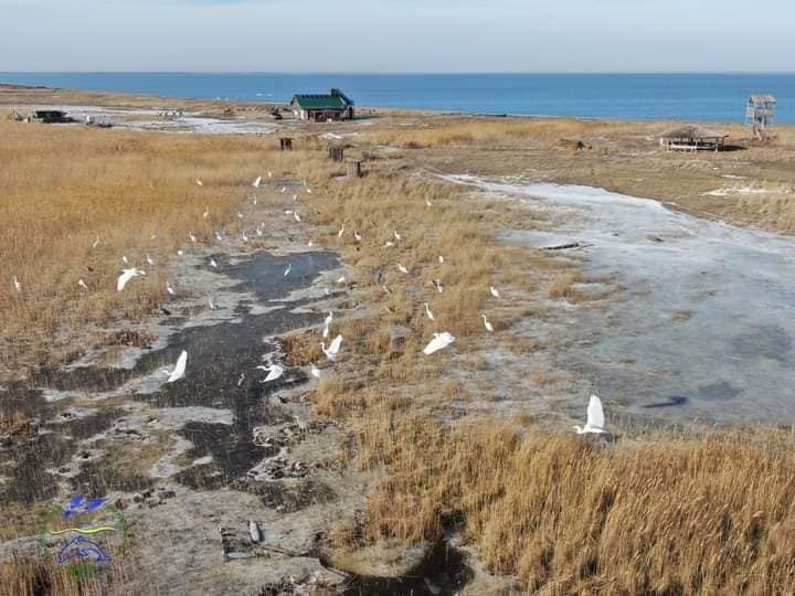 Зоологи показали рідкісних "білих янголів" на Тузлівських лиманах. Вражаючі фото