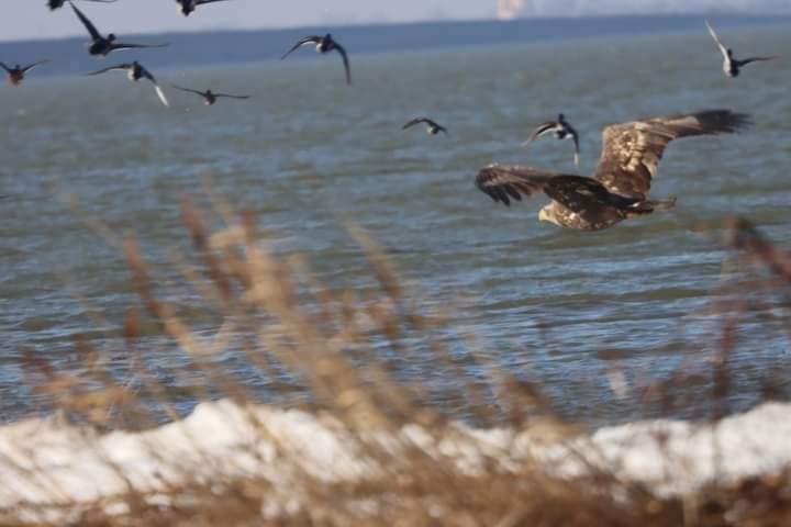 Розмах крил до 2,5 метра. Зоологи показали унікальних птахів, що водяться під Одесою