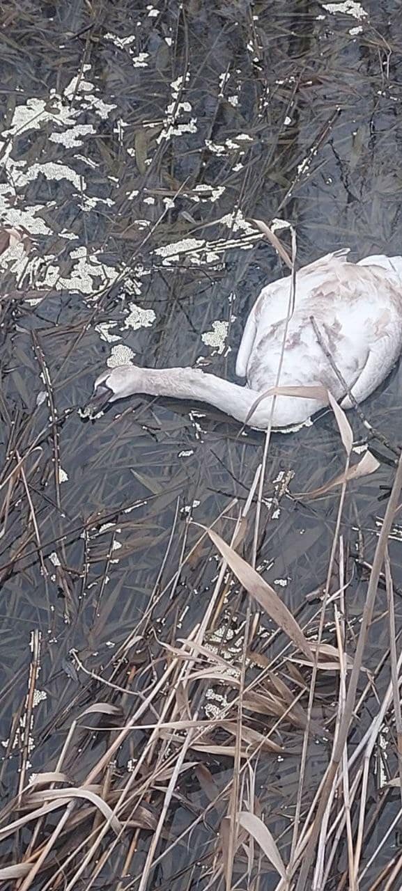 Зоологи б'ють на сполох. Під Одесою у нацпарку з невідомих причин гинуть лебеді (фото)