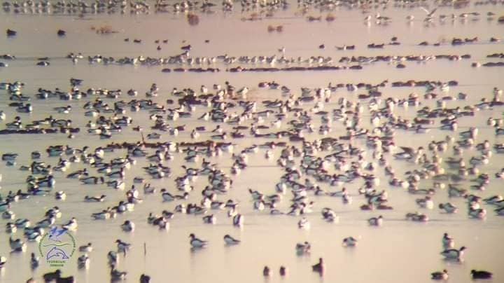 Розмах крил до 2,5 метра. Зоологи показали унікальних птахів, що водяться під Одесою