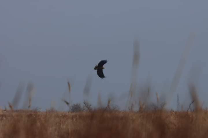 Розмах крил до 2,5 метра. Зоологи показали унікальних птахів, що водяться під Одесою