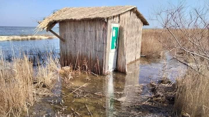 На Тузлівських лиманах вперше зафіксували рідкісного птаха із "обличчям" у формі серця (фото)