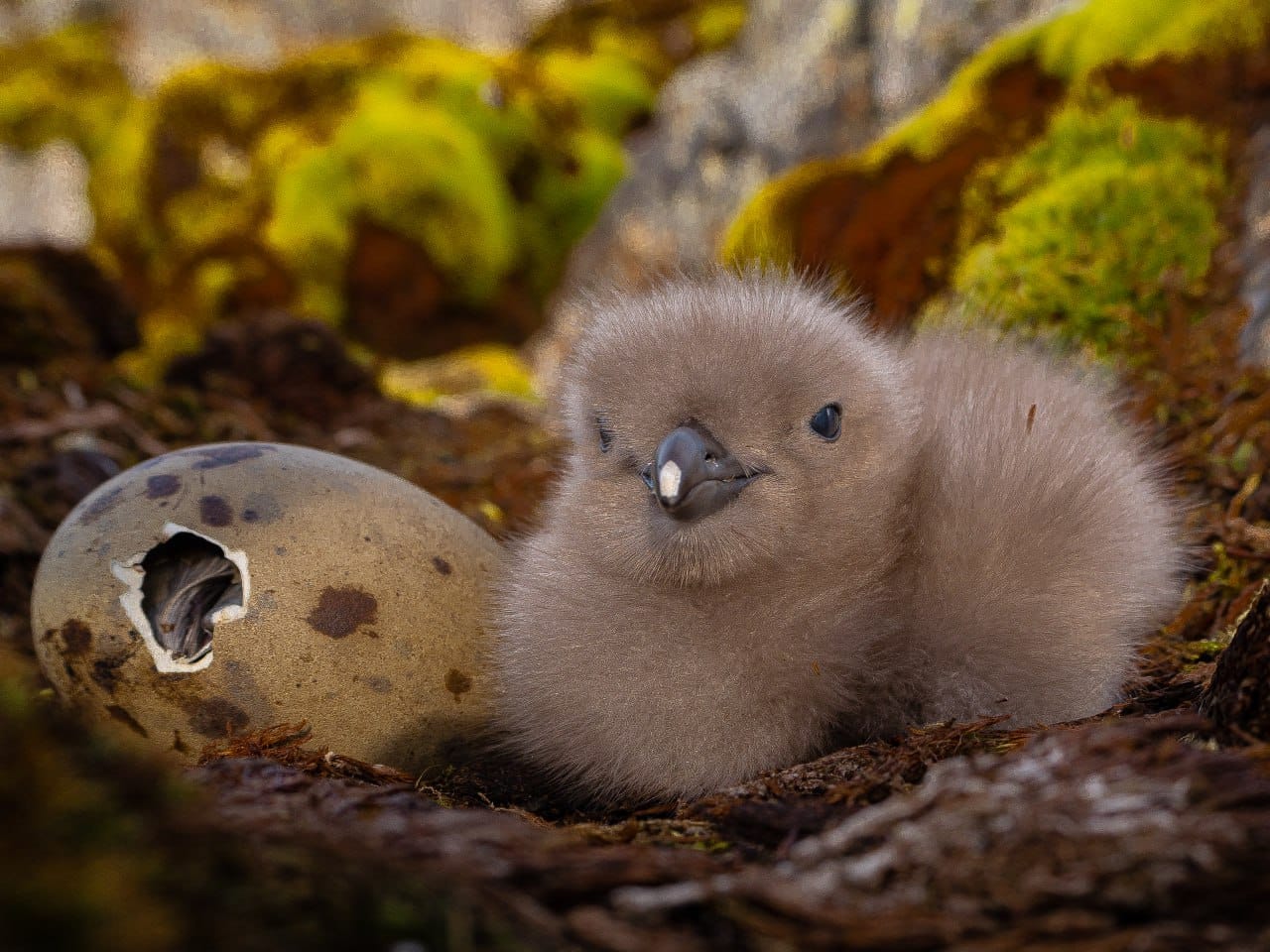 Полярники показали арктичних пташенят, які вперше за два роки вилупились біля станції: милі фото