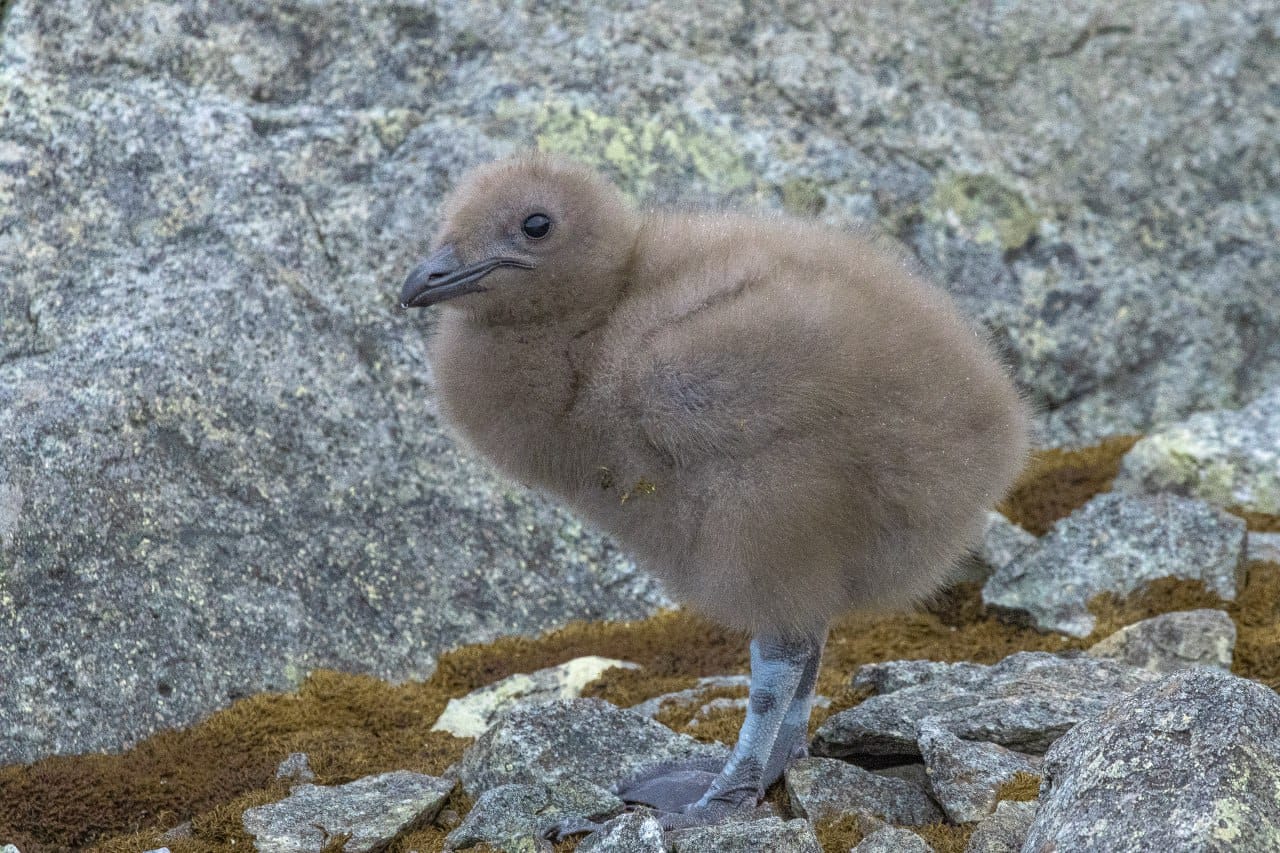Полярники показали арктичних пташенят, які вперше за два роки вилупились біля станції: милі фото