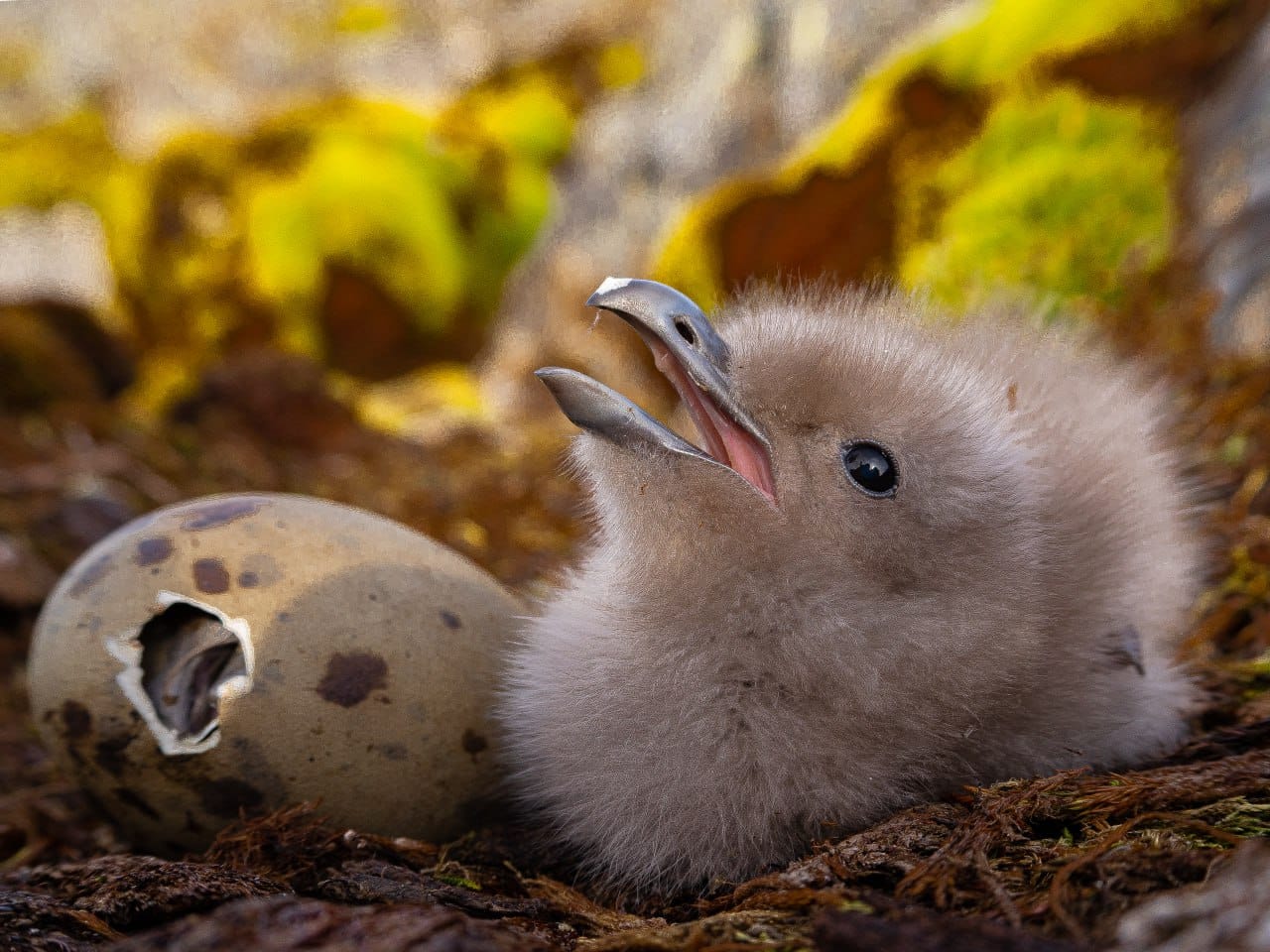 Полярники показали арктичних пташенят, які вперше за два роки вилупились біля станції: милі фото