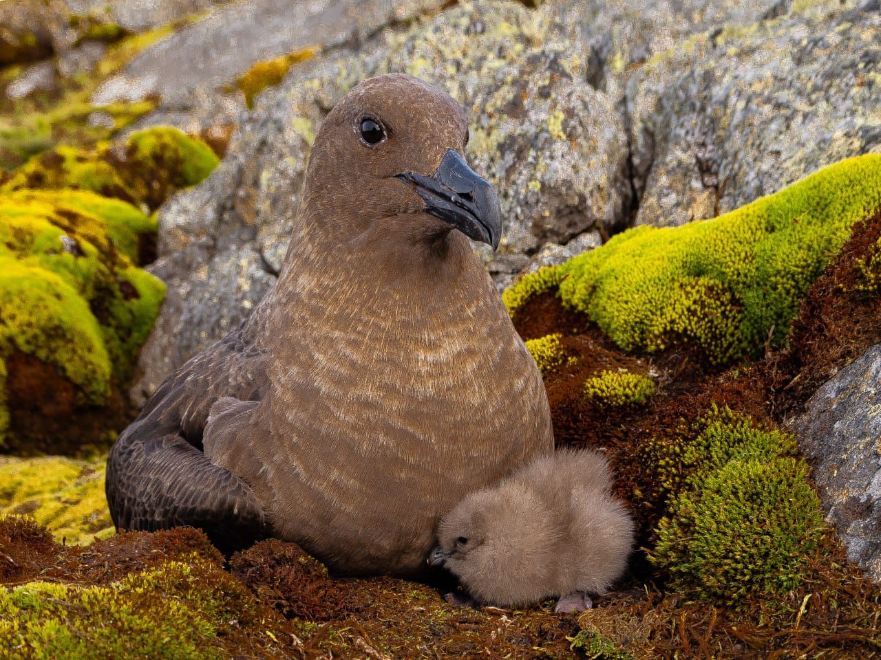 Полярники показали арктичних пташенят, які вперше за два роки вилупились біля станції: милі фото