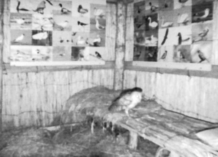 На Тузлівських лиманах вперше зафіксували рідкісного птаха із "обличчям" у формі серця (фото)