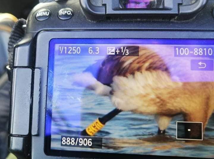 В Україну прилетіли птахи-"розвідники" з особливою місією (фото)