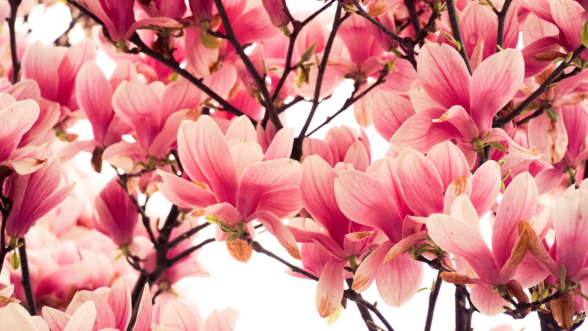 В Мукачево вже розквітли магнолії: місто потопає в красі (фото)