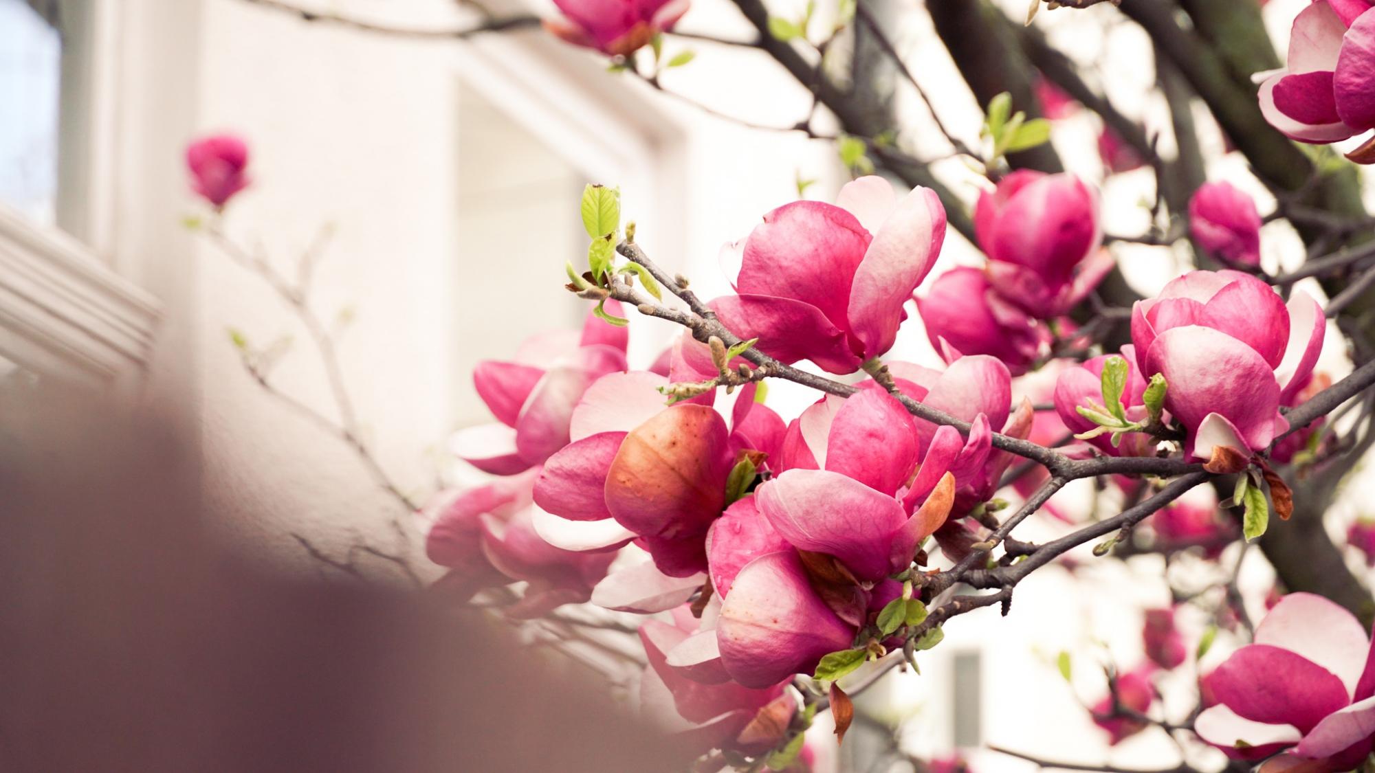 В Мукачево вже розквітли магнолії: місто потопає в красі (фото)