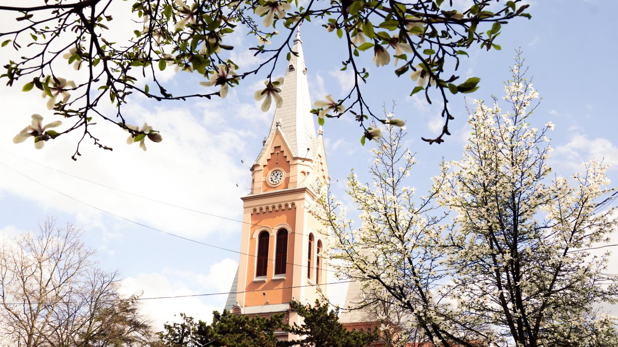 В Мукачево вже розквітли магнолії: місто потопає в красі (фото)