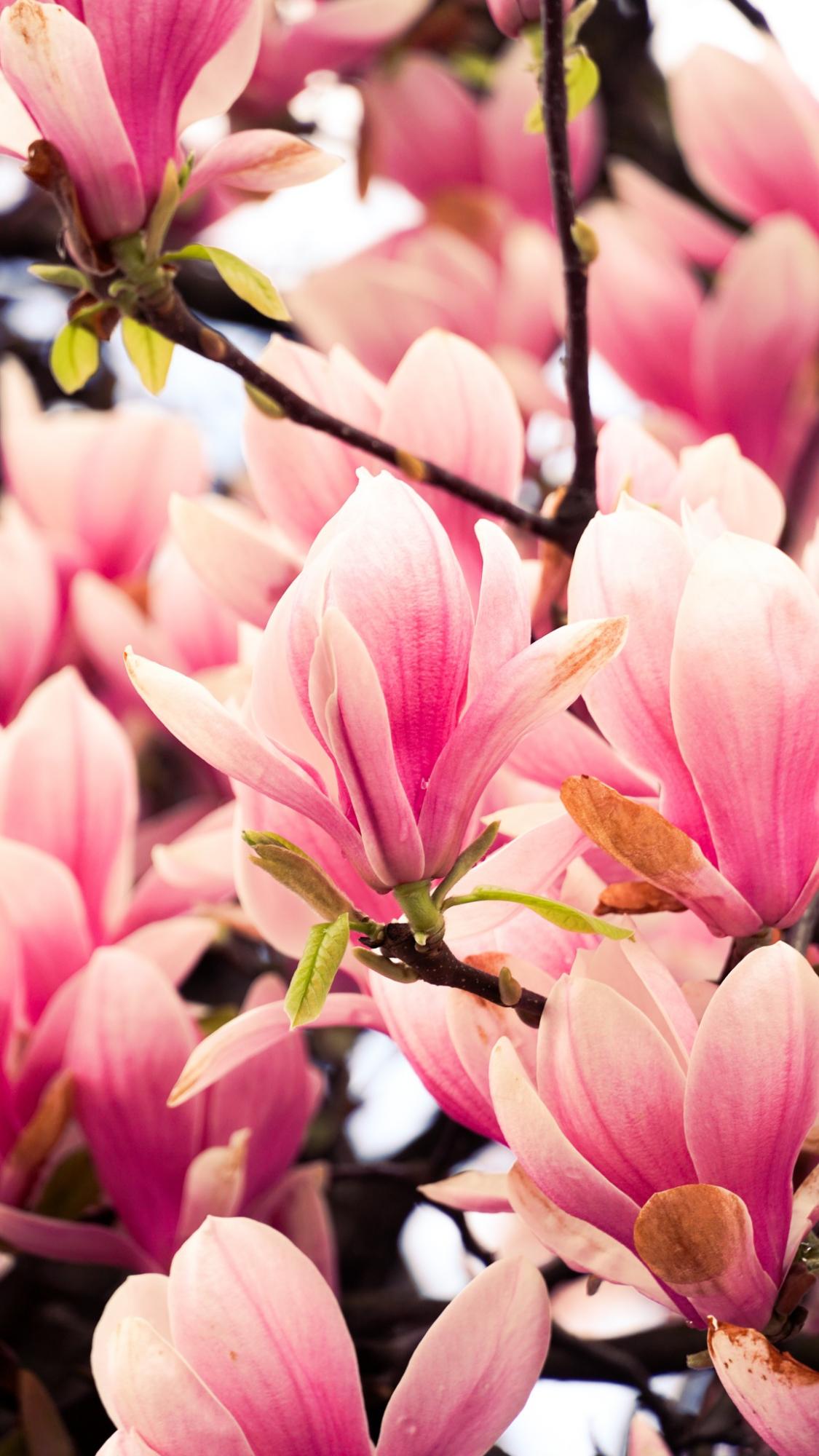 В Мукачево вже розквітли магнолії: місто потопає в красі (фото)