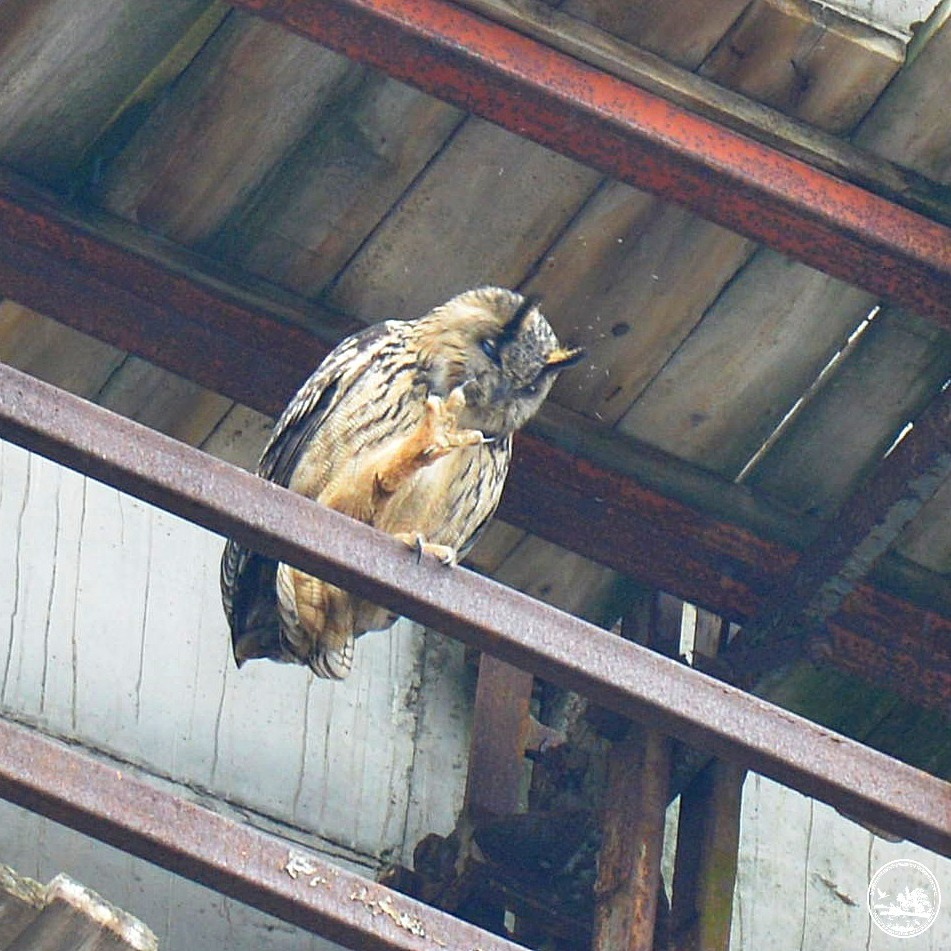 В Чорнобилі помітили рідкісного "червонокнижного" птаха на градирні ЧАЕС (фото)