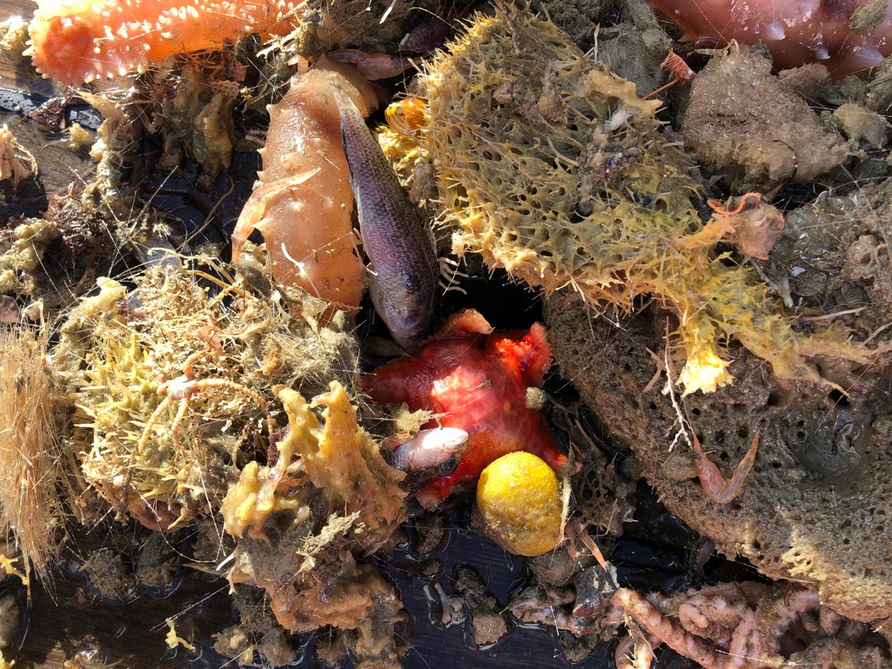 Українські полярники показали морську фауну з дна Південного океану: захоплюючі фото