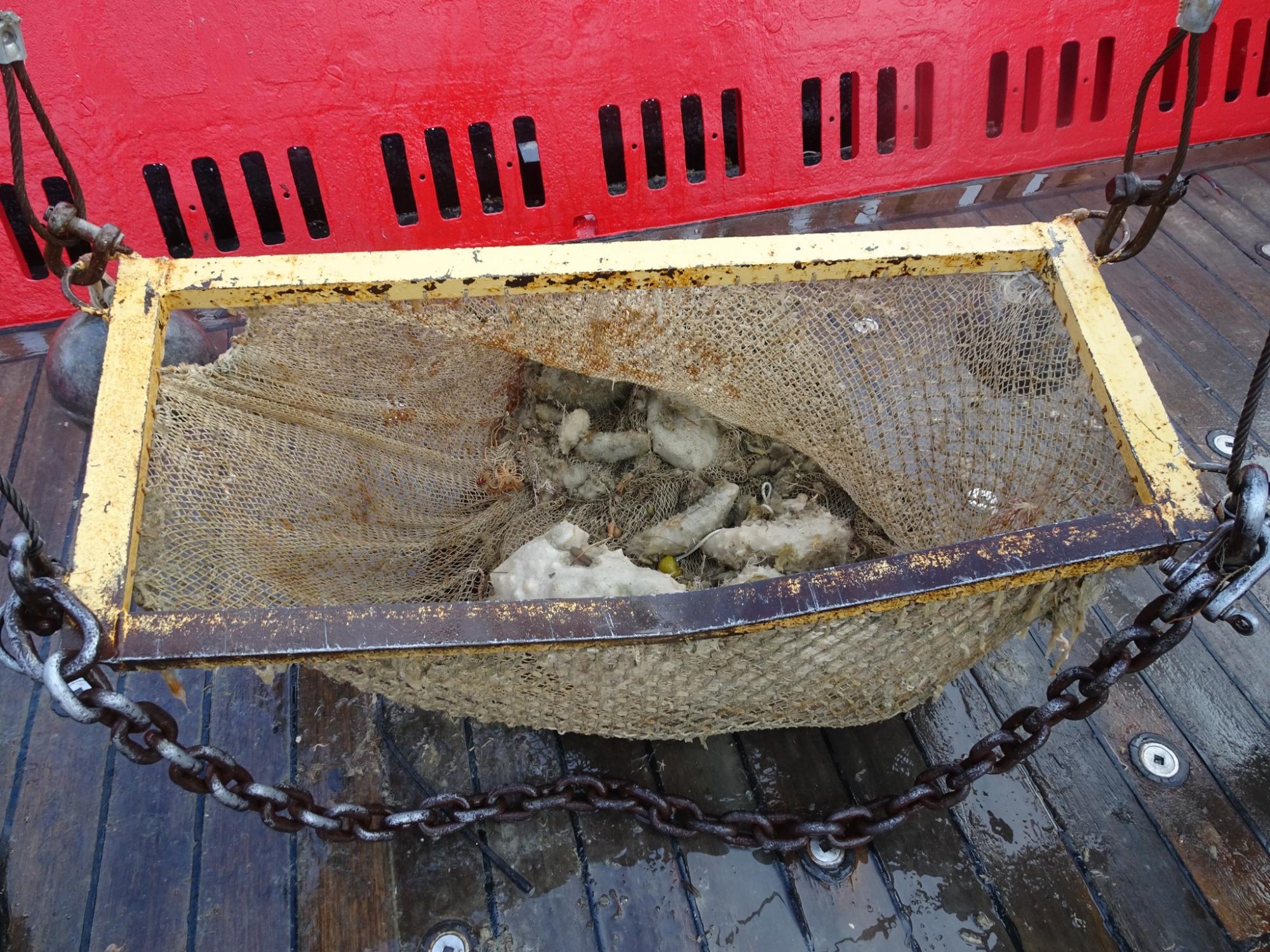 Українські полярники показали морську фауну з дна Південного океану: захоплюючі фото