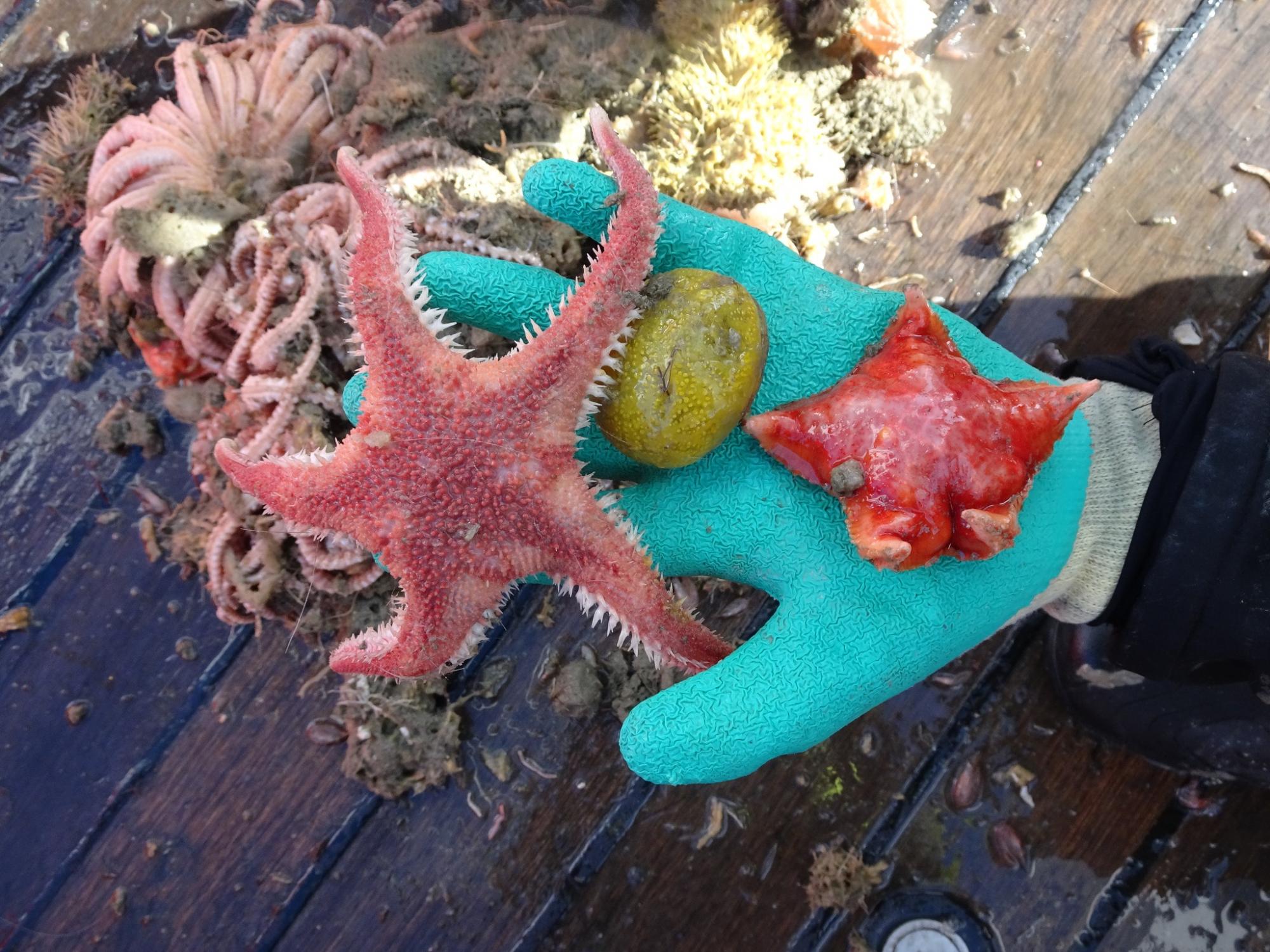 Українські полярники показали морську фауну з дна Південного океану: захоплюючі фото