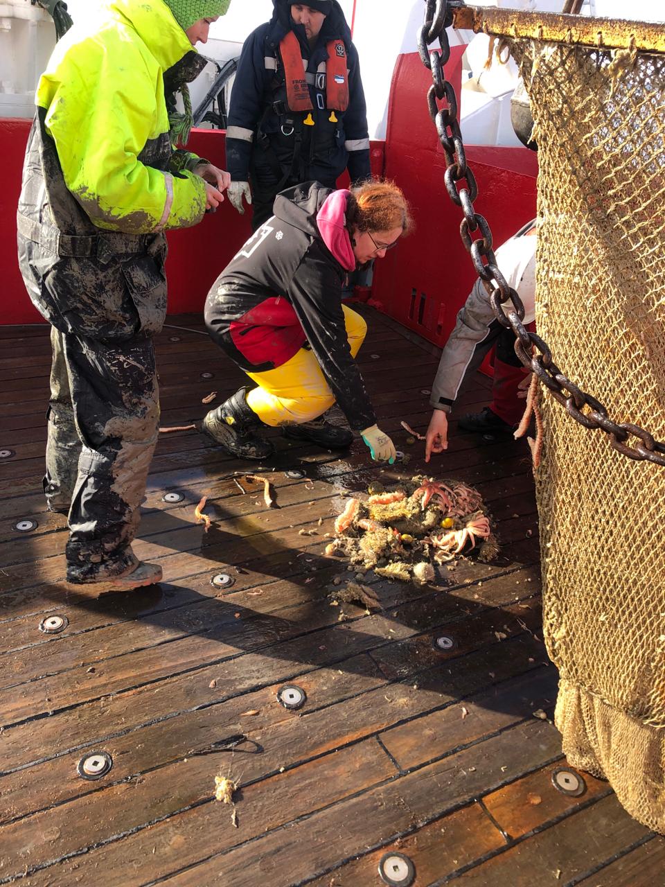 Українські полярники показали морську фауну з дна Південного океану: захоплюючі фото