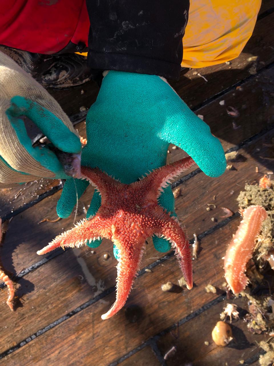 Українські полярники показали морську фауну з дна Південного океану: захоплюючі фото