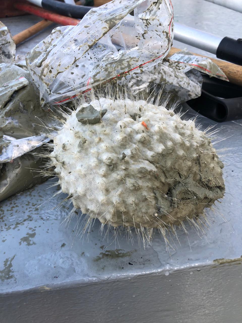 Українські полярники показали морську фауну з дна Південного океану: захоплюючі фото