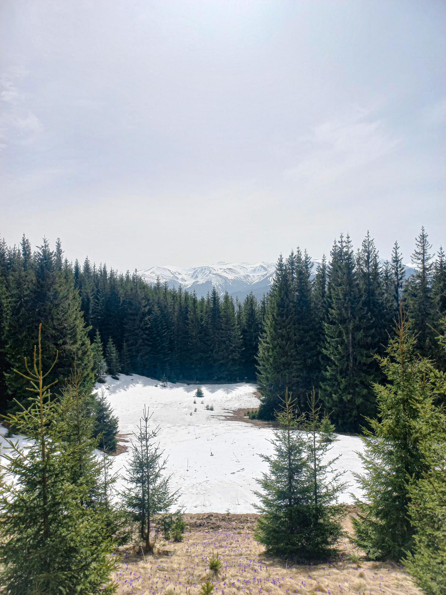 В Карпати прийшла весна: неймовірні фото з гірських вершин, які вкрилися квітами