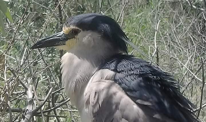 Ситуація критична. Деякі птахи не можуть гніздуватись в Україні, зоологи б'ють на сполох