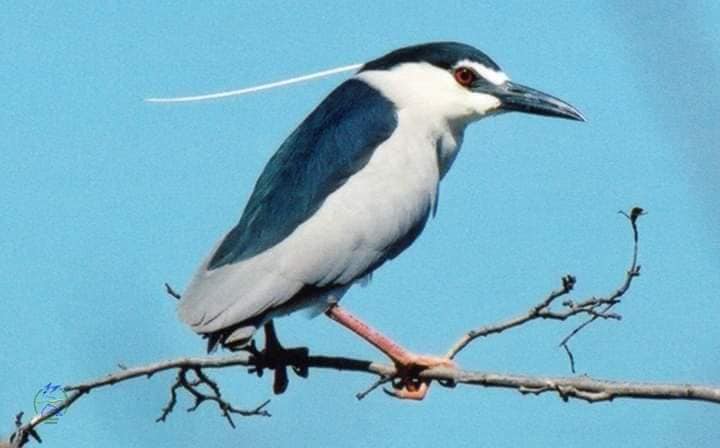 Ситуація критична. Деякі птахи не можуть гніздуватись в Україні, зоологи б'ють на сполох