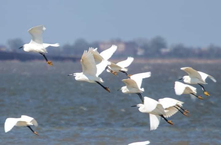 Ситуація критична. Деякі птахи не можуть гніздуватись в Україні, зоологи б'ють на сполох