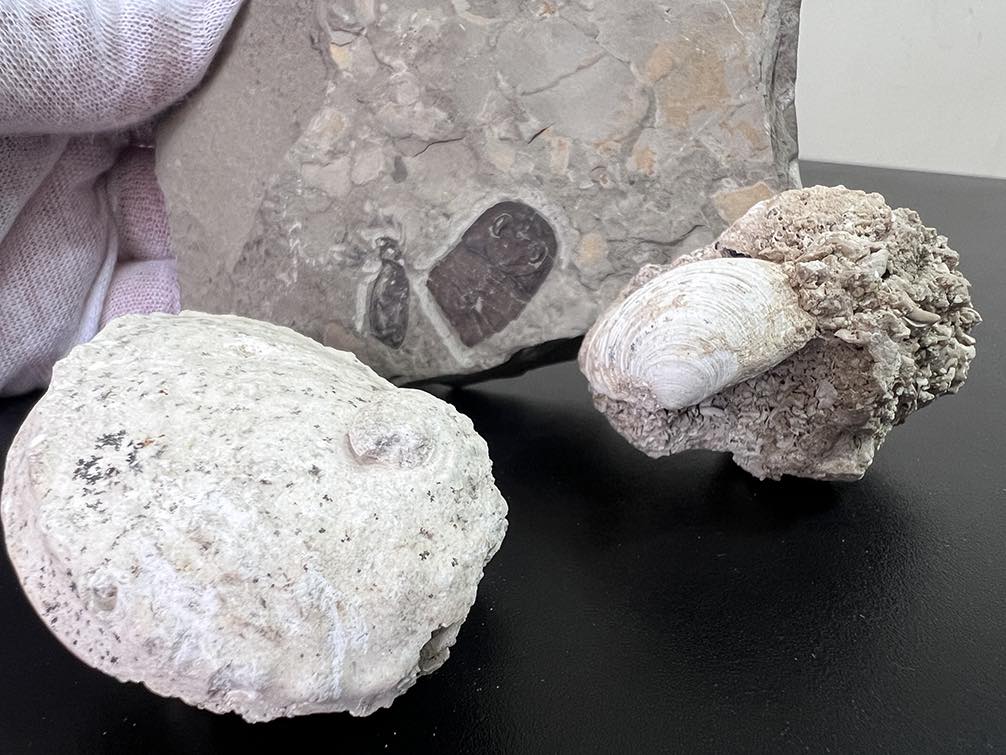 Палеонтологічні цінності, віком 443 мільйони років, намагались вивезти з України (фото)