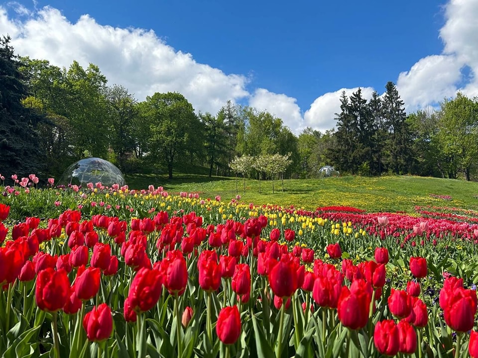 Весна на Певческом. В Киеве открывается грандиозная выставка цветов