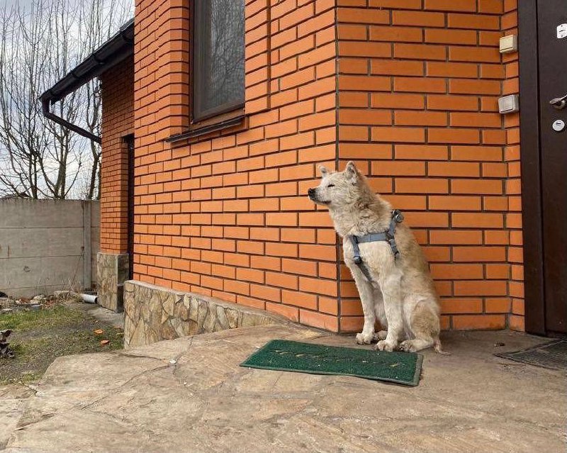 "Макарівський Хатіко": пес, який місяць чекав загиблу господиню, знайшов нову родину