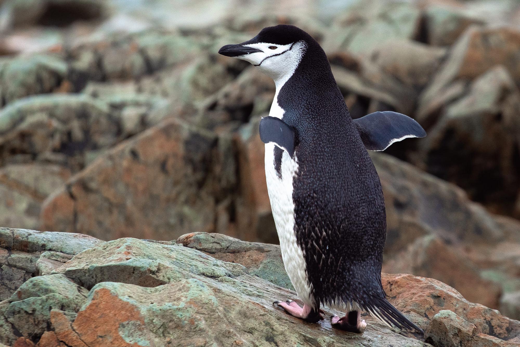 Кожен унікальний: українські полярники показали захоплюючі фото пінгвінів