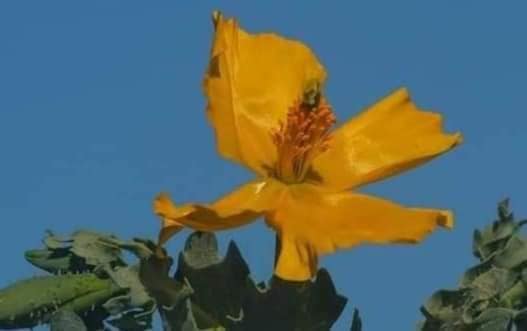 В Украине расцвел очень редкий цветок, занесенный в Красную книгу: фото