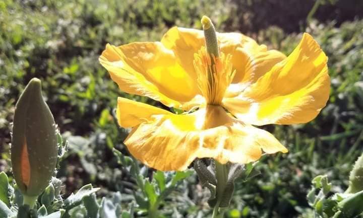 В Украине расцвел очень редкий цветок, занесенный в Красную книгу: фото