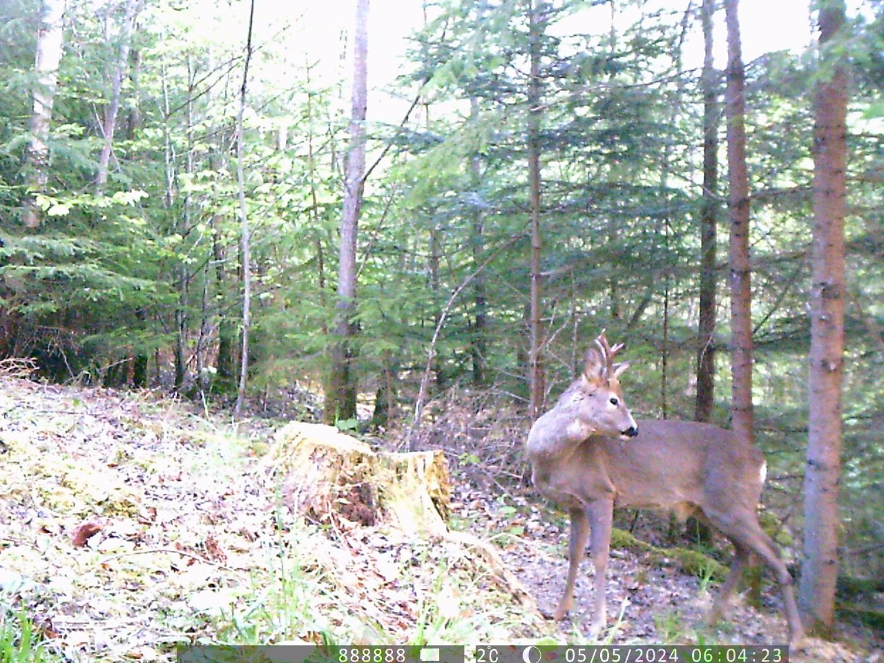 Забарвлення шерсті змінюється із рудого на сіре. У Карпатах помітили особливу тварину (фото)