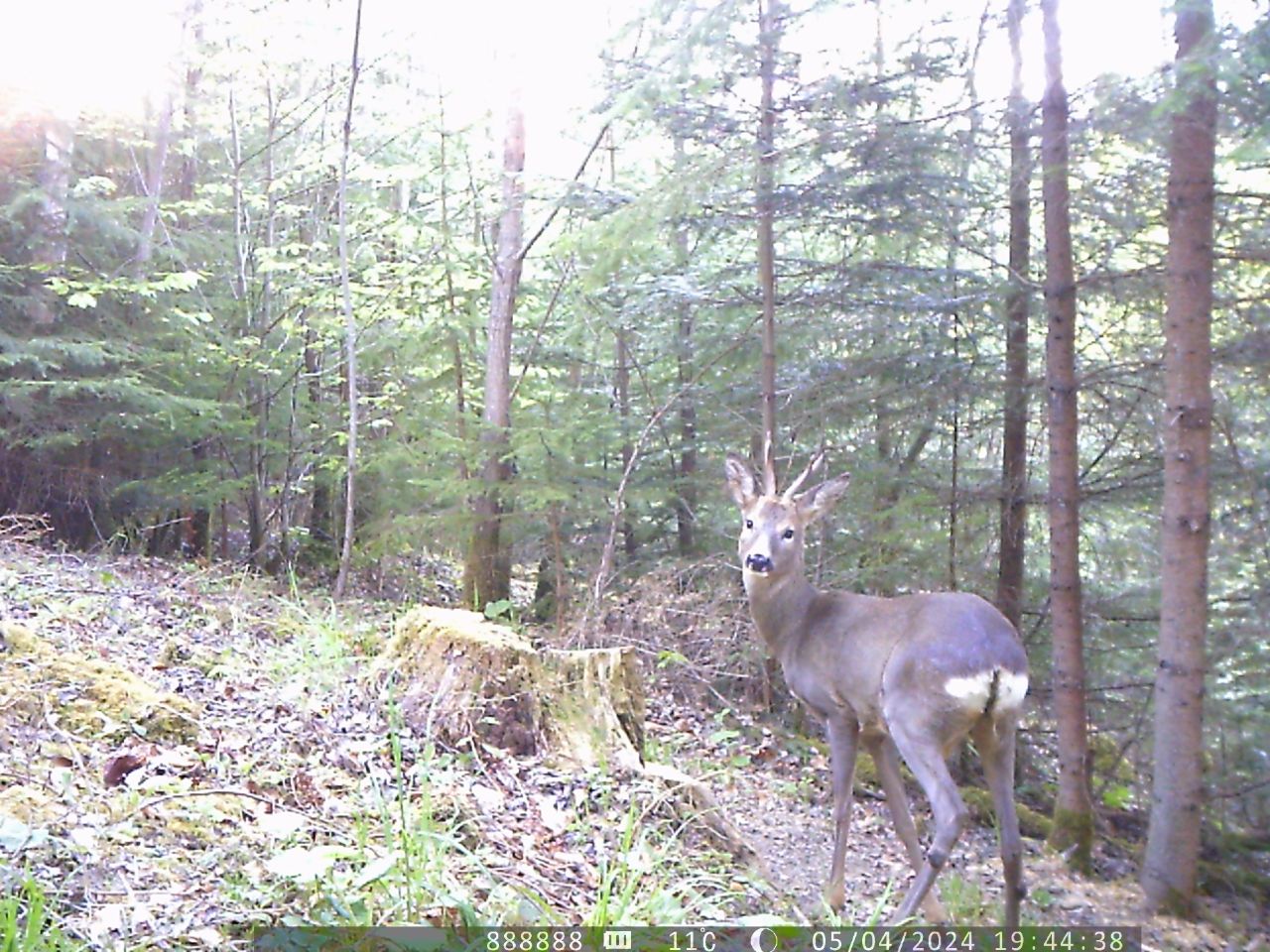Забарвлення шерсті змінюється із рудого на сіре. У Карпатах помітили особливу тварину (фото)