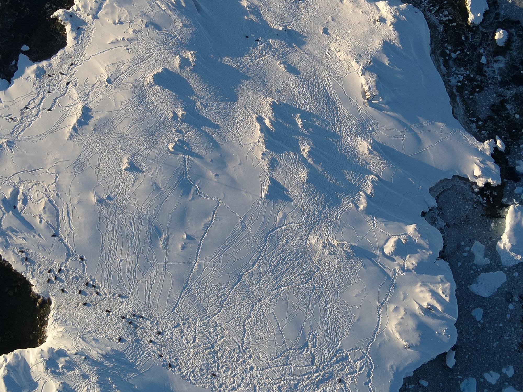 Українські полярники показали котяче "нашестя" в Антарктиці: неймовірні фото