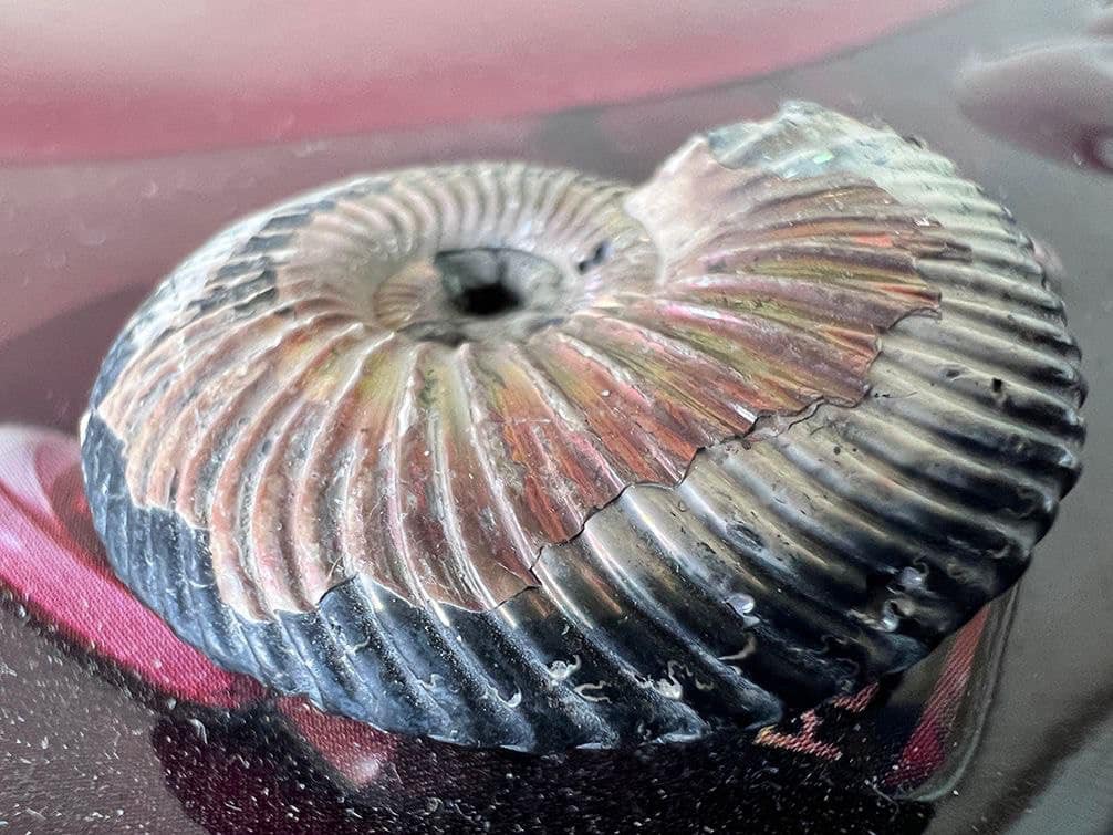 Прямували до Канади. Митники вилучили із посилки 52 молюски Юрського періоду (фото)